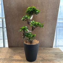 ガジュマル 昇龍仕立 プラスチック鉢 観葉植物 - メルカリ