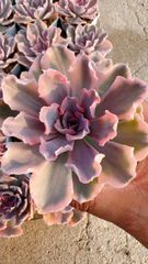 フィレンツェ錦 Echeveria Firenze - メルカリ