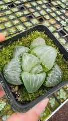 27e 多肉植物 ハオルチア 大型コレクタ 自家繁殖 鉢植え発送 - メルカリ
