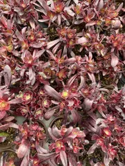 セール　　20株セット　抜き苗　美苗　エケベリア　多肉植物　佐川発送　Z6567