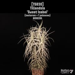 チランジア ベストインクラス Tillandsia - メルカリ