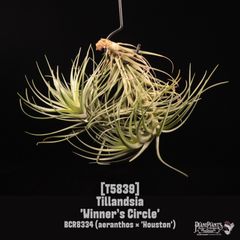 チランジア ベストインクラス Tillandsia - メルカリ