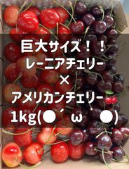 超希少8.5Rサイズ 肉厚巨大レーニアチェリー 糖度25度超 500g