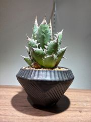 長谷川亀甲竜 4寸 キーホルダー付属 - メルカリ