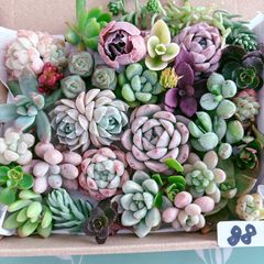 68多肉植物寄せ植えセット - メルカリ