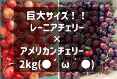 高級チェリー食べ比べ2kg！レーニア＆アメリカン - メルカリ