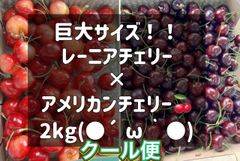 超希少8.5Rレーニアチェリー 高級チェリー食べ比べセット 2kg