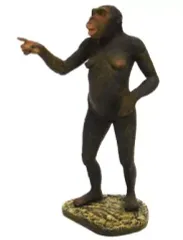 【中古】フィギュア GK011 アファレンシス猿人”ルーシー” 「国立科学博物館監修シリーズ 科博所蔵品再現モデル」のサムネイル