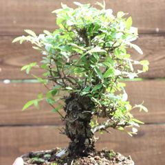 沖縄盆栽 ハリツルマサキ マッコウ塊根 灌木 - メルカリ