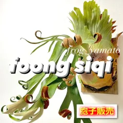 胞子 販売 【Foong siqi フーンシキ】 胞子培養 ビカクシダ スポア spore 1パック 【ジフィー2回分ほど】約0.1ml 入りのサムネイル