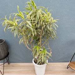 現品］【希少】8番 ドラセナ カンボジアーナ 観葉植物 レア 室内 幸福