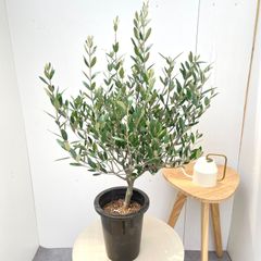 オリーブ コレッジョラ 8号 約105センチ - メルカリ