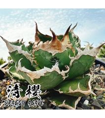 アガベ チタノタ '麻花'｜台湾《Dragon Agave産》、中株、タグ付き、③