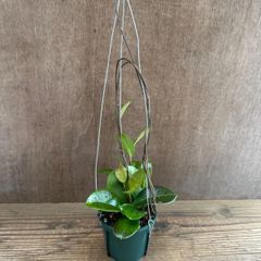 ホヤ カルノーサ ノバゴースト②【現品・吊り鉢タグ付・メルカリ便】サクララン ホヤ カルノーサ ノバゴースト②【現品・吊り鉢タグ付・メルカリ便