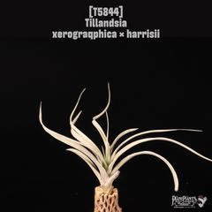ラスト 種子5粒 Tillandsia thiekenii x kautskyi - メルカリ