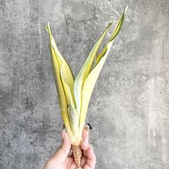 サンスベリア Sansevieria Su-kreep 群生 - メルカリ