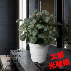 光触媒 人工観葉植物 ウォールグリーン フェイクグリーン フィットニア 