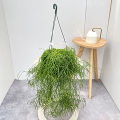 【現品】蒼角殿（ソウカクデン・ 翡翠の輝き・クライミングオニオン　6号　Z7番 現品】蒼角殿（ソウカクデン・ 翡翠の輝き・クライミングオニオン 6号