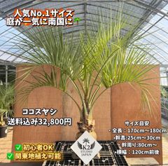5年生 幼果肥大中 フィンガーライム接木苗／デザートライム 樹高150cm