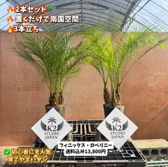ココスヤシ 双頭株｜南国庭木・シンボルツリー・ドライガーデン - メルカリ