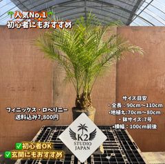 🌴 ソテツ苗 お得3株セット ドライガーデン ロックガーデン 南国植物