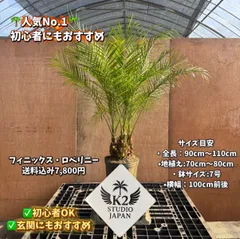 2026年最新】フェニックスロベレニーの人気アイテム - メルカリ