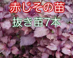 薬草🌿赤紫蘇の苗★幼苗★抜き苗7本程★自然農法のサムネイル