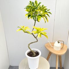 ファグラエア・ベルテロアナ・バリエガータ斑入！曲がり樹形！観葉植物