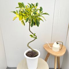 シェフレラ レナータ 金魚ヒレ 黄斑 観葉植物 calm cafe - メルカリ