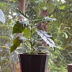 観葉植物 コーヒーの木 苗 超希少品種 チロソ オンブリゴン 4株セット