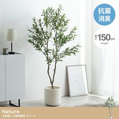 パールアカシア 苗 150cm❗大型 9号 際立つシルバーリーフ❗ 優良美株