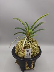【超メルカリ市便乗サービス商品】富貴蘭　花観月+チビ金閣（オマケ） 超メルカリ市便乗サービス商品】富貴蘭 花観月+チビ金閣（オマケ