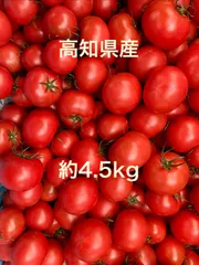 フルーツトマト　約4.5kg    高知県産のサムネイル