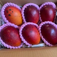 訳あり 】 宮崎 完熟 マンゴー 12玉 約 4.1k ※ご理解ある方のみ※ 冷蔵
