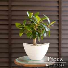 盆栽 エバーフレッシュ 曲がり仕立て 5号陶器鉢 Ever fresh BONSAI