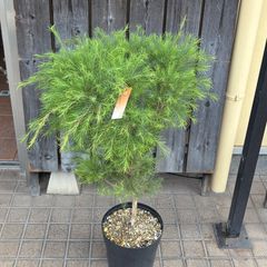 バンクシア スピヌロサ オーレア 鉢植え 苗 レア品種 ドライガーデン
