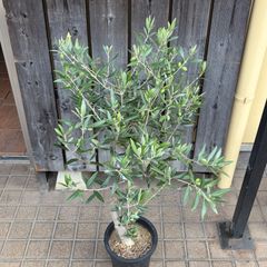 オリーブの木 ブガ 接木 希少品種 植物 シンボルツリー - メルカリ