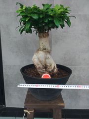 人参ガジュマル斑入り4寸サイズ 接木、挿木ではありません‼️斑の密集
