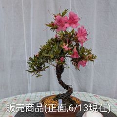 皐月さつき盆栽　【まはろ】 皐月さつき盆栽 【まはろ】 - メルカリ
