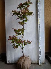 葉山椒 約110cm 根巻【ハサンショウ/実山椒/山椒/木の実/植木/庭木】57