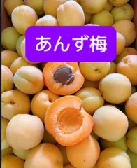 加工用あんず梅 10kg箱 青森・岩手産 中〜完熟 訳あり - メルカリ