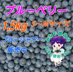 生ブルーベリー  １,5ｋｇ    農薬不使用   S〜Mサイズのサムネイル