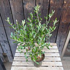 大苗 オリーブの木 ひなかぜ ポット鉢植え 苗 シンボルツリー - メルカリ