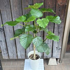 フィカス ウンベラータ 8号146cm S-shaped tree form気根 - メルカリ