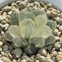 鯖*！様 多肉植物 ハオルチア 氷星球オブツーサ錦 変異系 超美品 希少