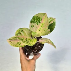 ④《Aglaonema Kamlai Thong》アグラオネマ カムライトーン 観葉植物 ／ レッドリーフ／ポット発送のサムネイル