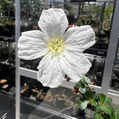 サルコカウロン・バンデリエティアエ Sarcocaulon vanderietiae 竜骨扇 新鮮な種子7粒 (2026年6月13日に採取)のサムネイル