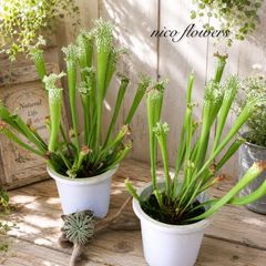 希少♡斑入り♡エバーフレッシュ♡ネムの木♡観葉植物♡インテリア