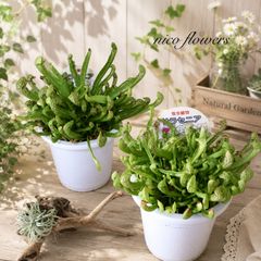 希少♡斑入り♡エバーフレッシュ♡ネムの木♡観葉植物♡インテリア