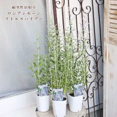 花苗 宿根 ロシアンセージ リトルスパイアー 3号 多年草 青紫 コンパクト品種 よく咲く おしゃれ ナチュラル 庭のサムネイル